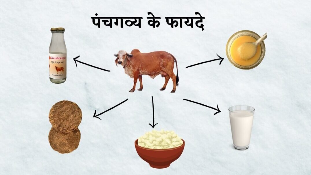 पंचगव्य के फायदे