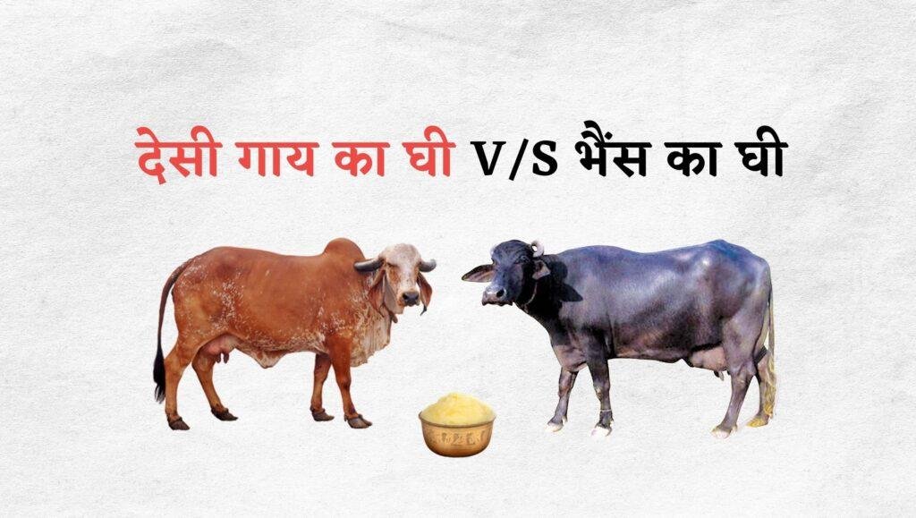 देसी गाय का घी Vs भैंस का घी