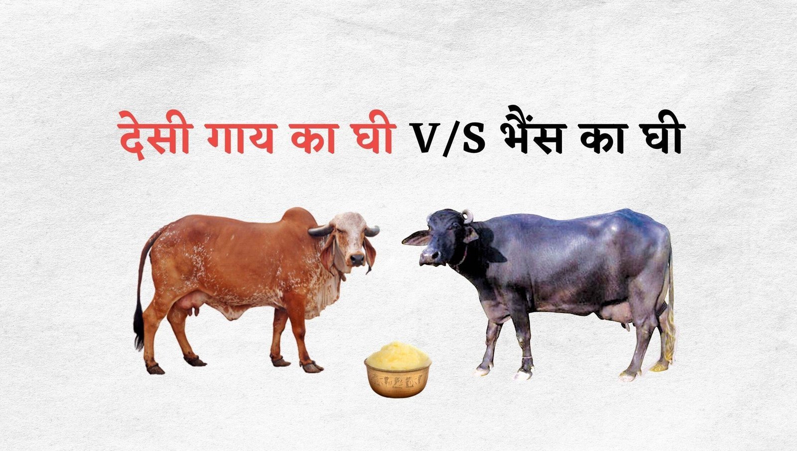 देसी गाय का घी Vs भैंस का घी